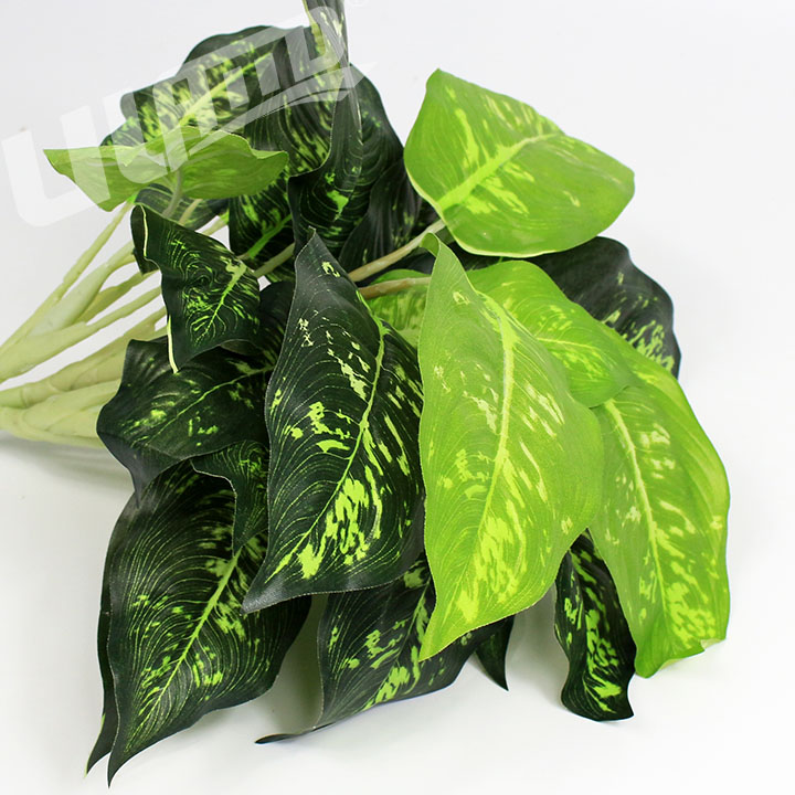 �������ֲ��