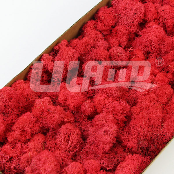 �tɫ����̦�\