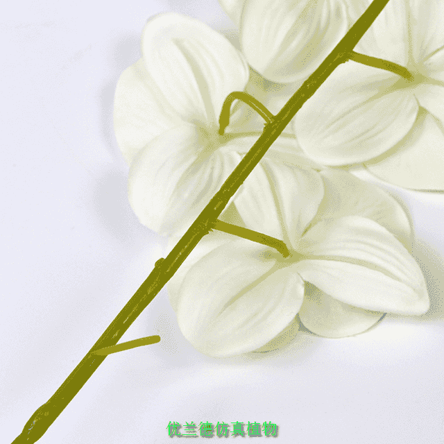 �����m5�N�ɫ