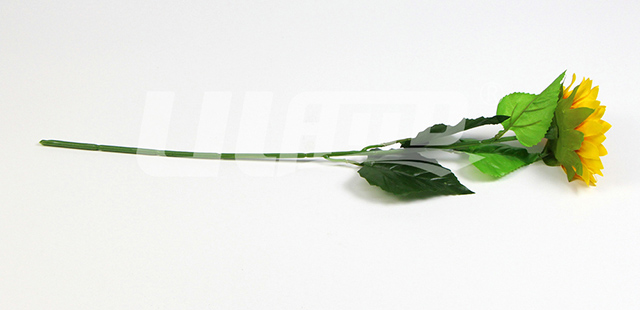 ����ֲ�����տ�