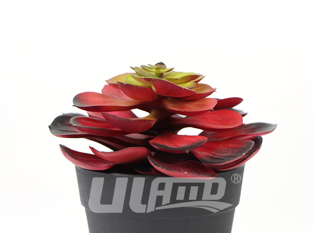 �ٶ���ֲ��ڷ���