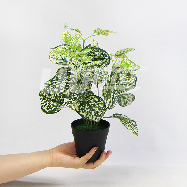 ����ֲ��С������t�}��ɫ