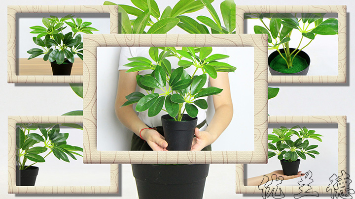 ����С�������_ľ�GɫЧ���D