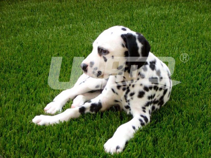 �����ƺ�S��