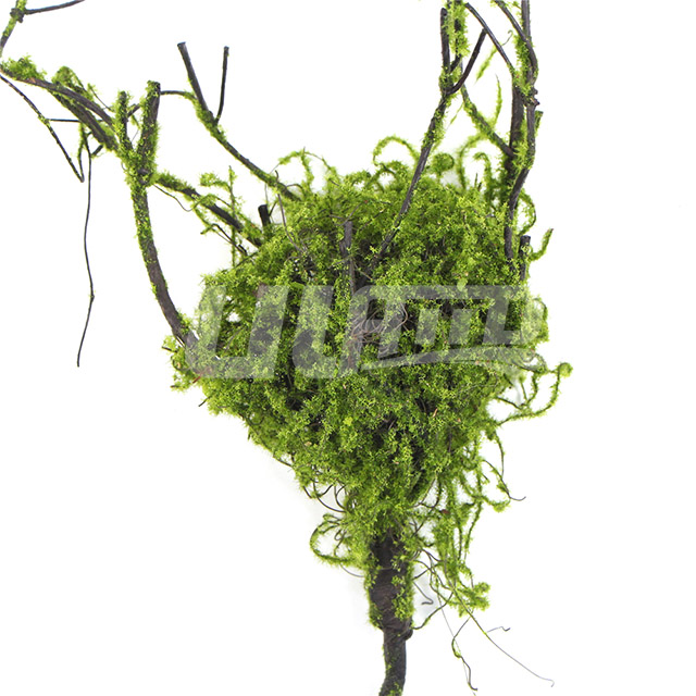 ����ѿ�B�����֦