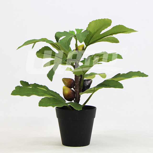 ����С���ԟo����