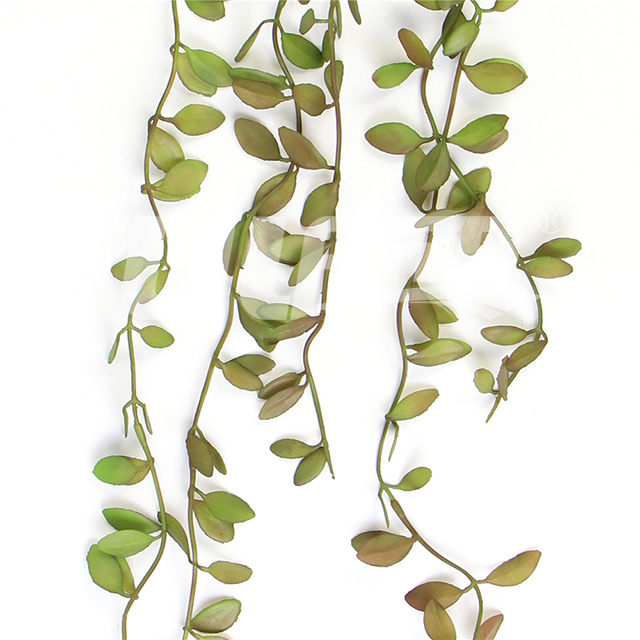 �������ֲ��