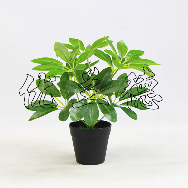 ����С�������_ľ�Gɫ